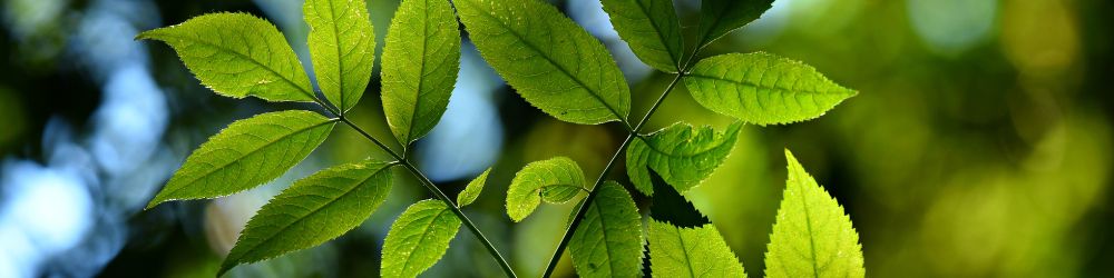 eco-responsable